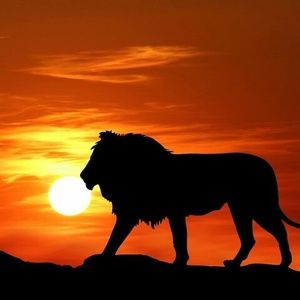 Meet your Posher, Asima